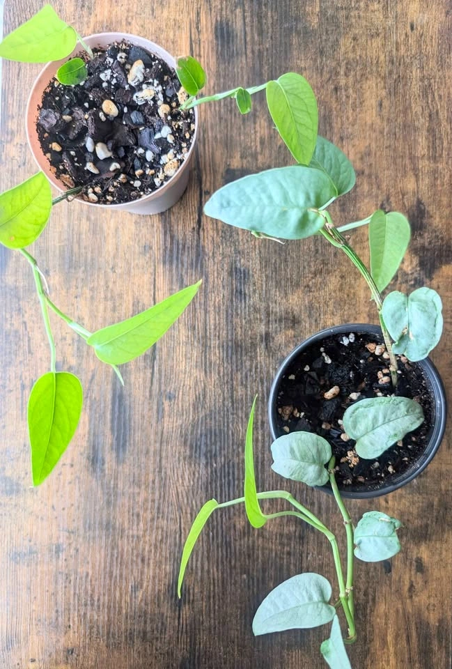 Cebu Blue Pothos Plants - photo 5