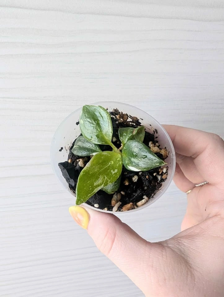 Small Philodendron 'White Wizard' Plant