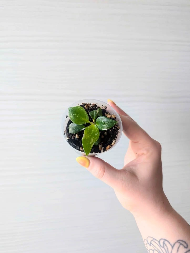Small Philodendron 'White Wizard' Plant - photo 2