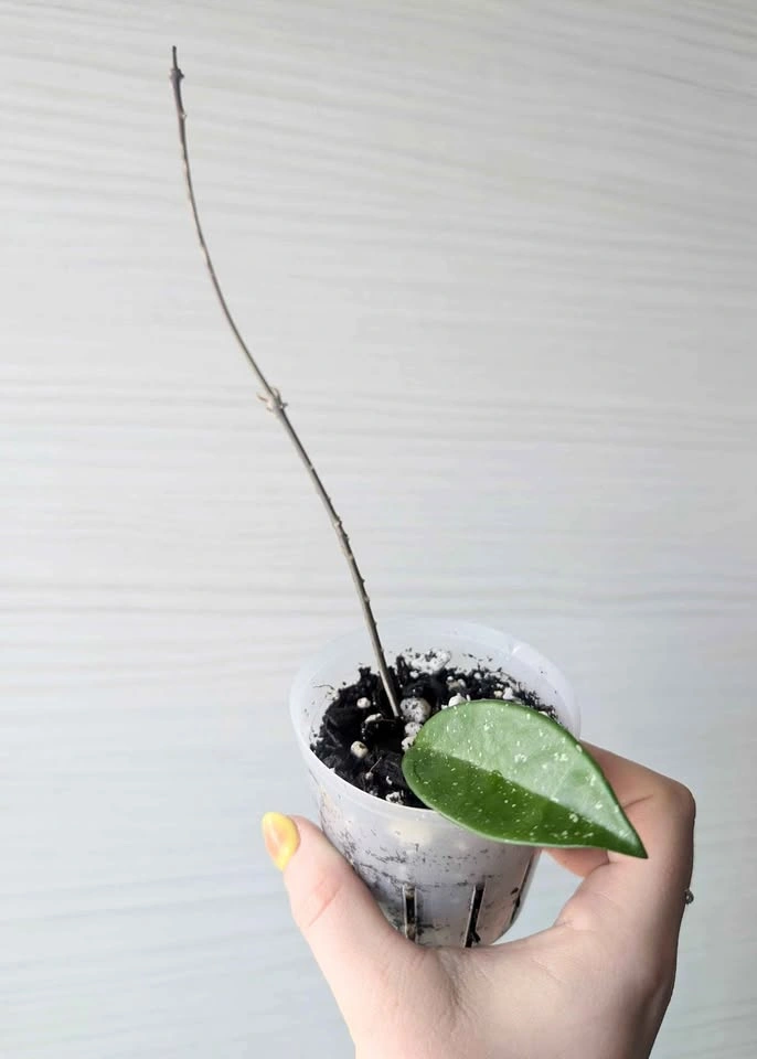 Hoya AH074 plant