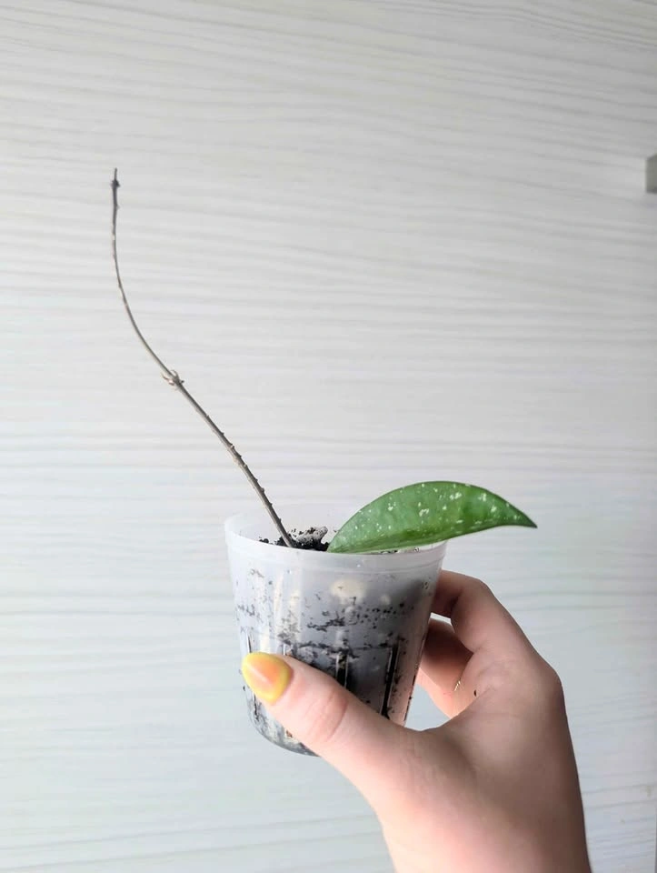 Hoya AH074 plant - photo 3
