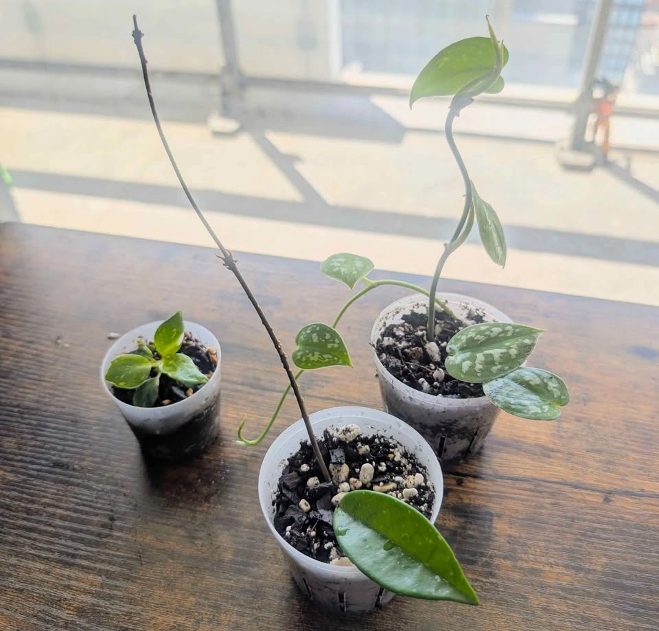 Hoya AH074 plant - photo 4