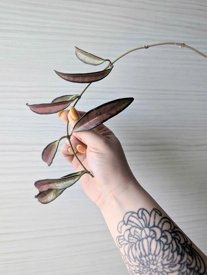 Hoya wayettii black margin cuttings