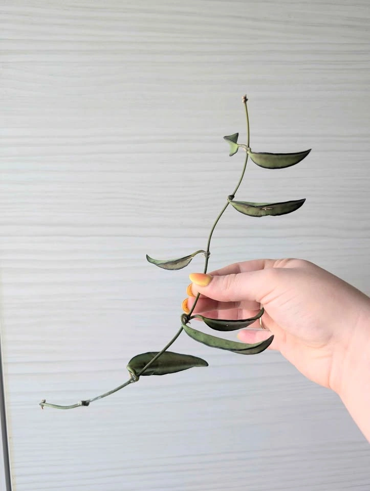 Hoya wayettii black margin cuttings - photo 3