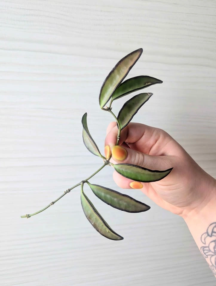 Hoya wayettii black margin cuttings - photo 4