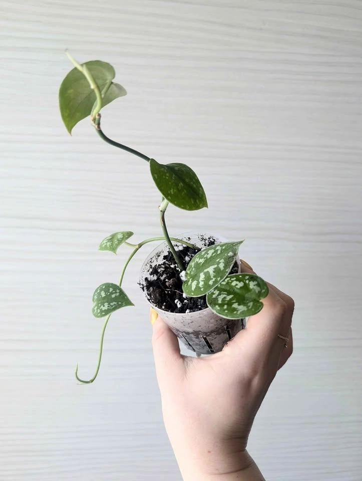 Scindapsus 'silvery ann' plant