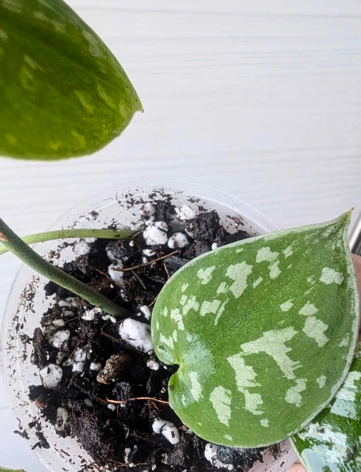 Scindapsus 'silvery ann' plant - photo 3