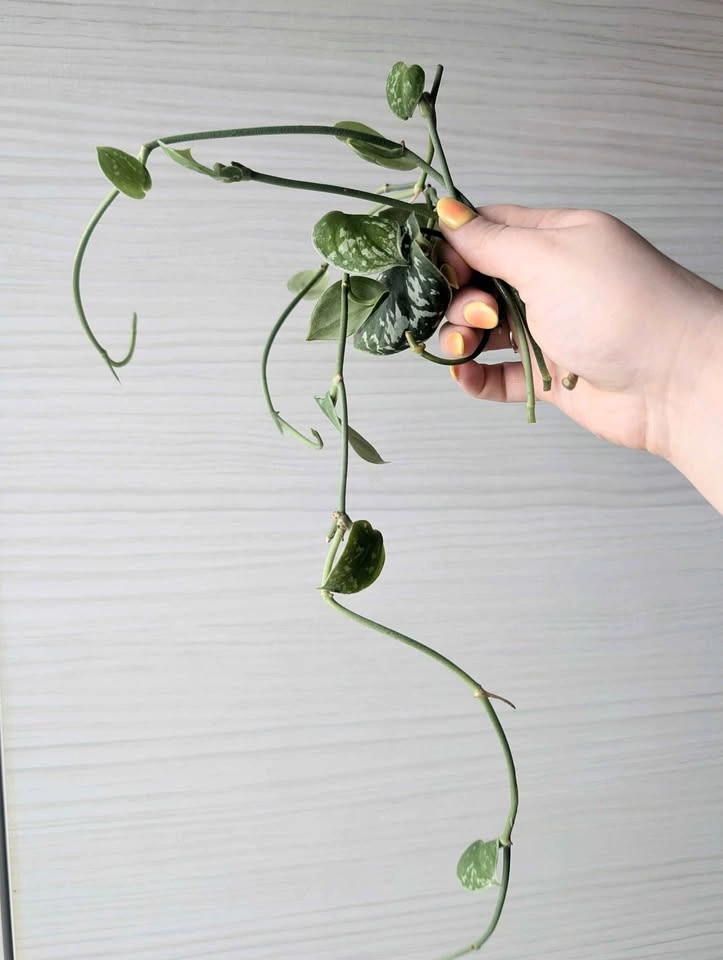 Scindapsus 'silvery ann' cuttings bundle