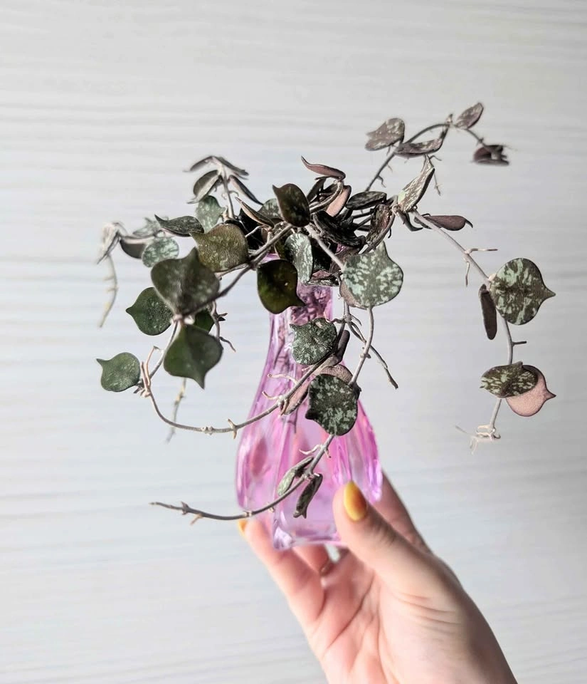 Hoya curtisii vine cuttings