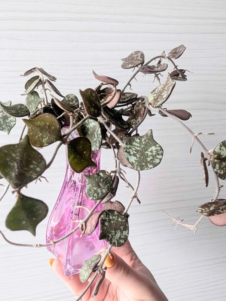 Hoya curtisii vine cuttings - photo 2