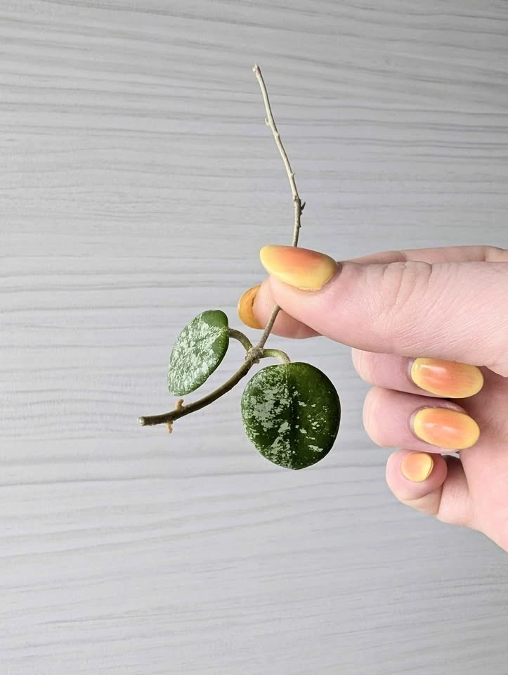 Hoya 'mathilde splash' plant cuttings