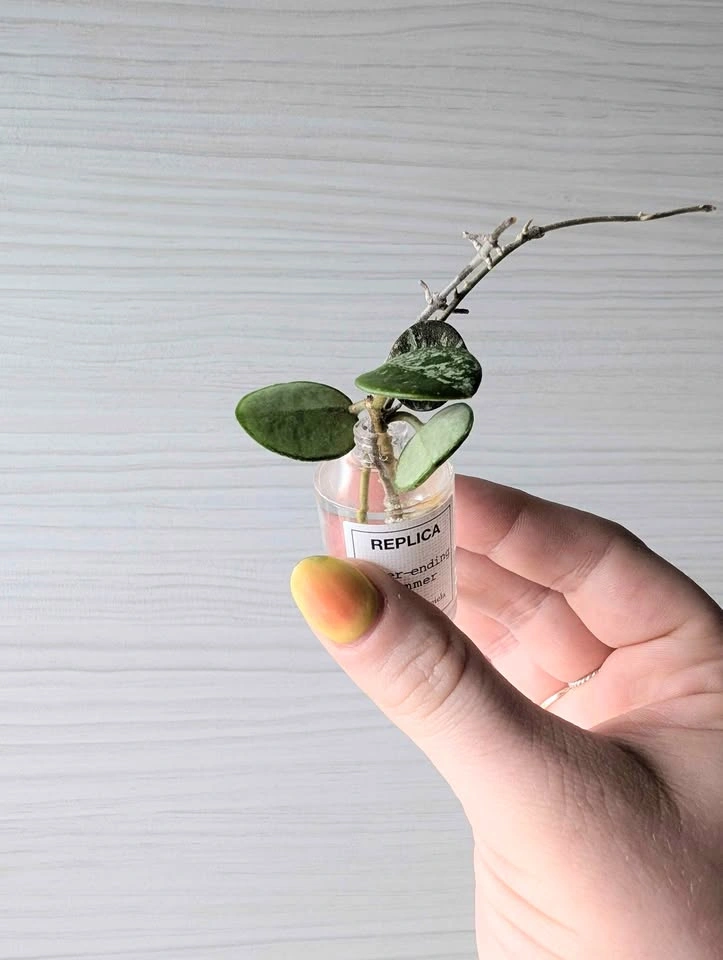 Hoya 'mathilde splash' plant cuttings - photo 3