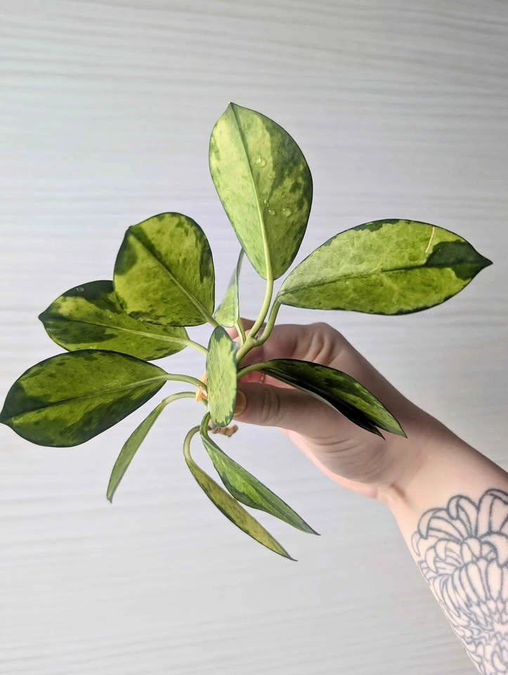Hoya australis 'lisa' cuttings