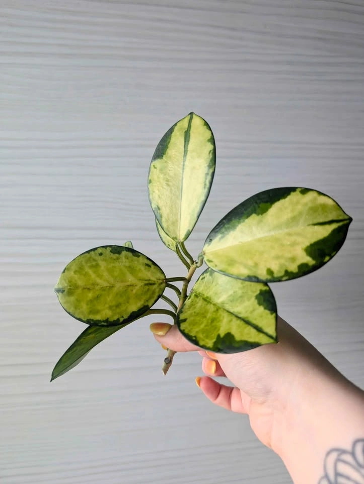 Hoya australis 'lisa' cuttings - photo 2
