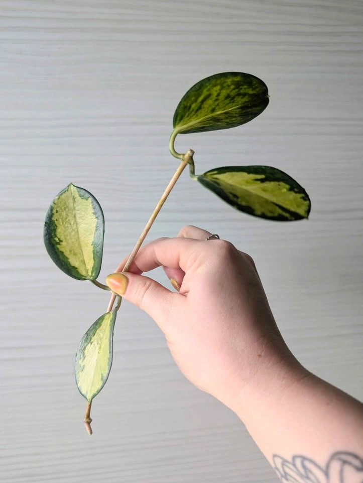 Hoya australis 'lisa' cuttings - photo 3