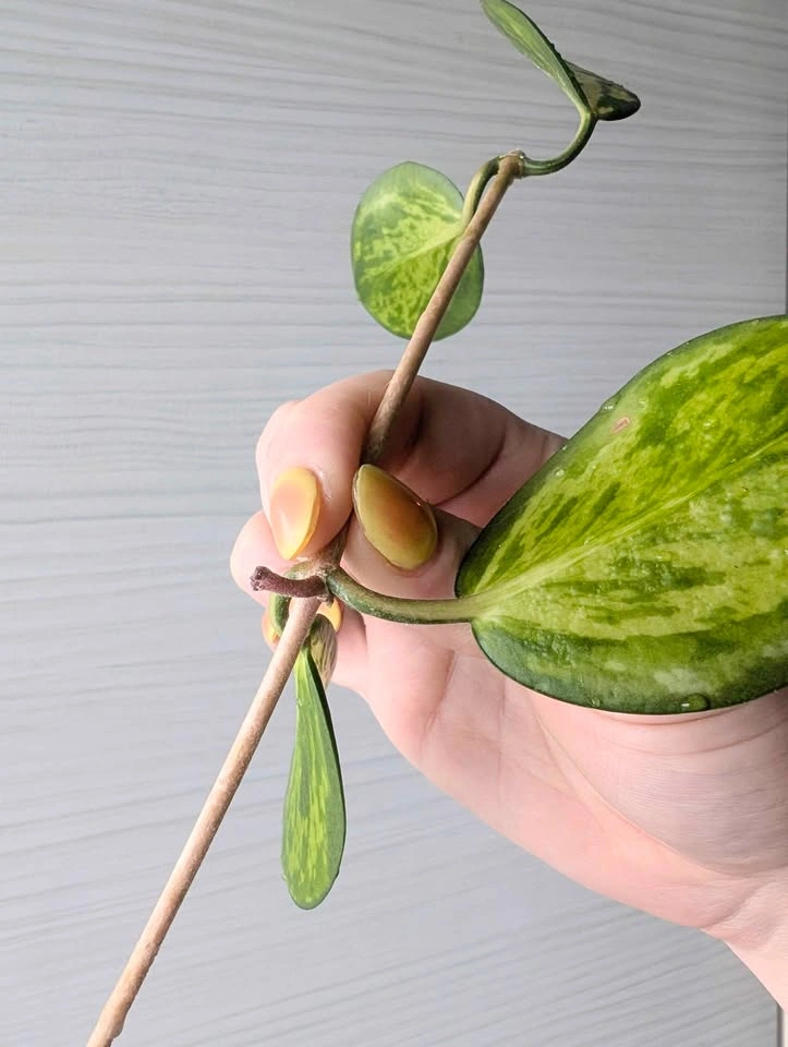 Hoya australis 'lisa' cuttings - photo 4