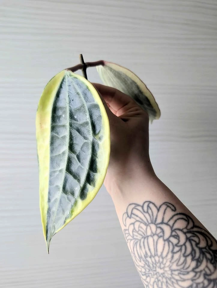 Hoya macrophylla (latifolia albomarginata) cuttings
