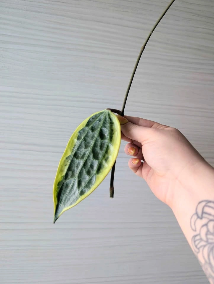 Hoya macrophylla (latifolia albomarginata) cuttings - photo 2