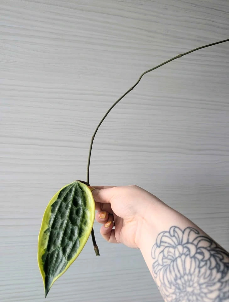 Hoya macrophylla (latifolia albomarginata) cuttings - photo 3