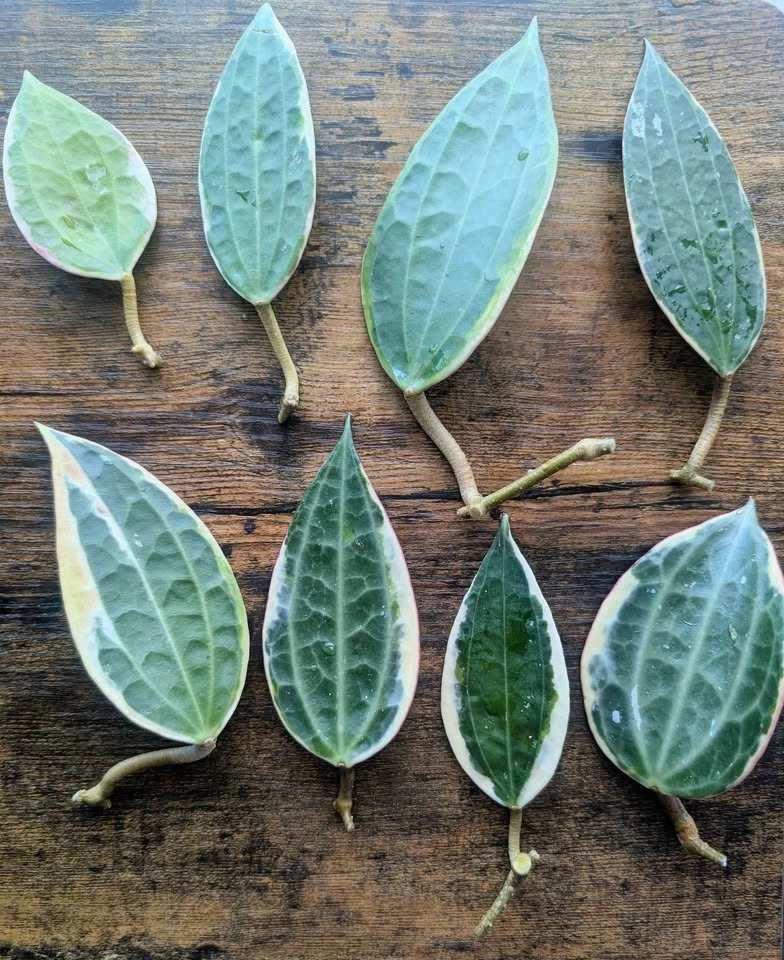 Hoya macrophylla (latifolia albomarginata) cuttings - photo 4