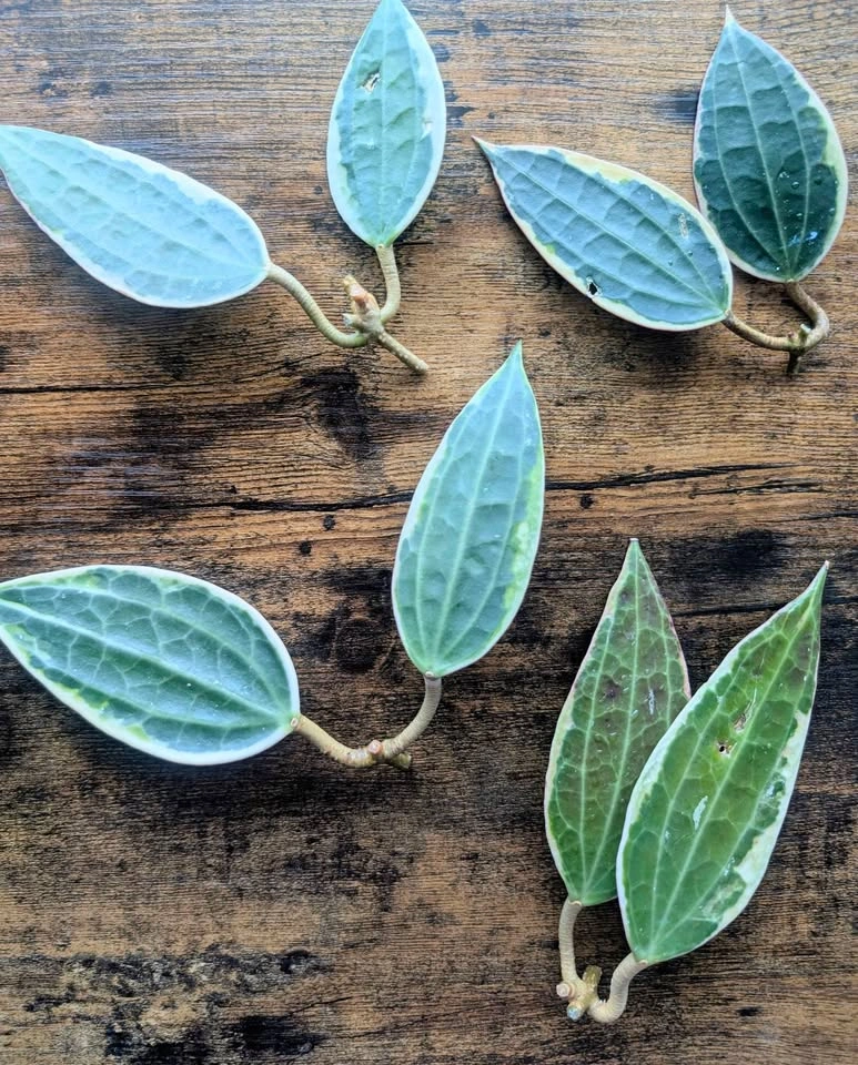 Hoya macrophylla (latifolia albomarginata) cuttings - photo 5