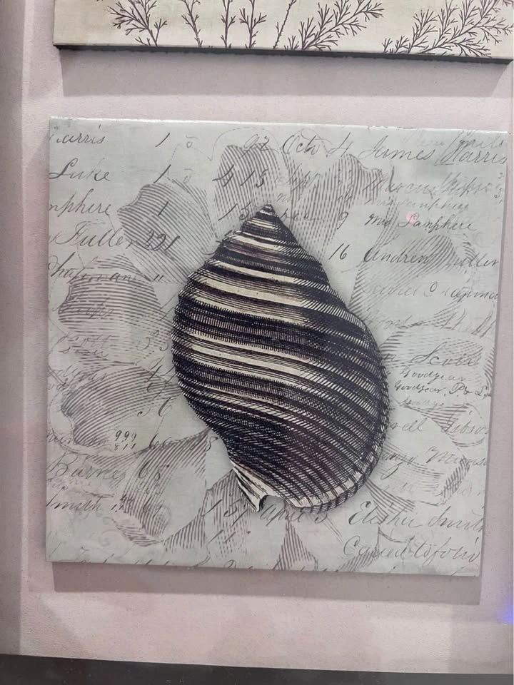 Framed Nautical Shell and Botanical Wall Art - photo 5