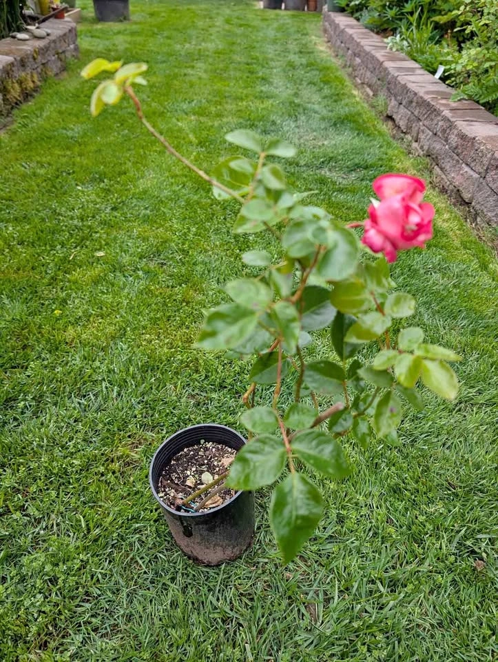 Pink Eden Rose 2 years old in 1 gl pot