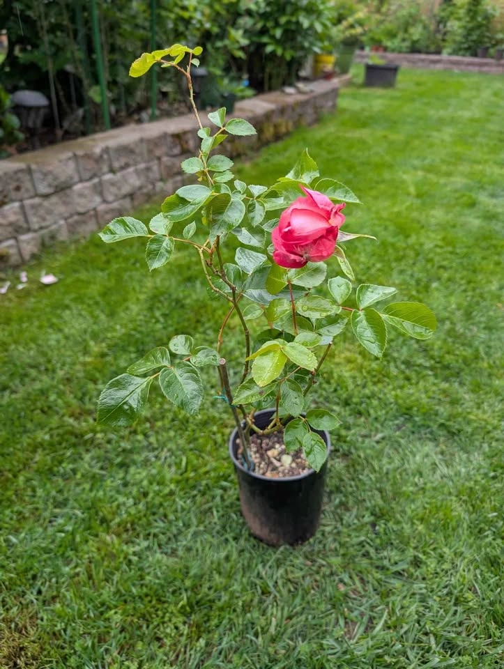 Pink Eden Rose 2 years old in 1 gl pot - photo 2
