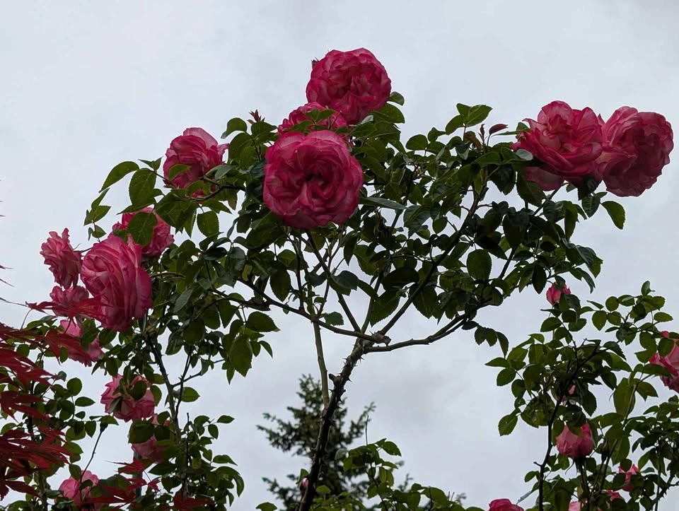 Pink Eden Rose 2 years old in 1 gl pot - photo 3