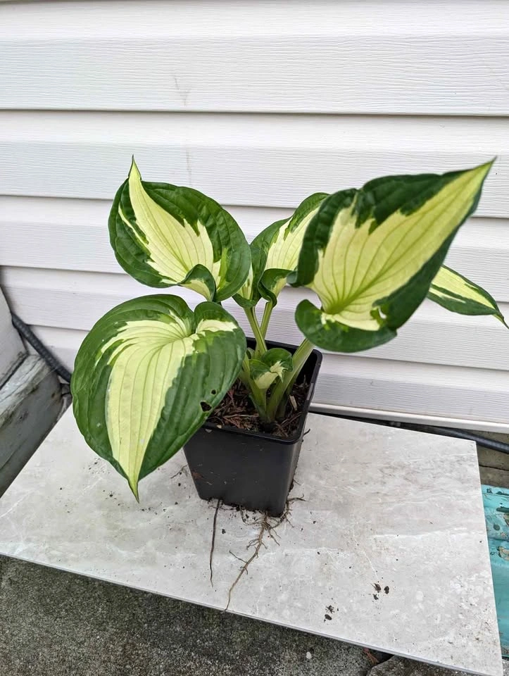 Hosta whirlwind 7" pot