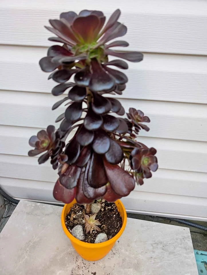 Aeonium Schwarzkopf 8" pot