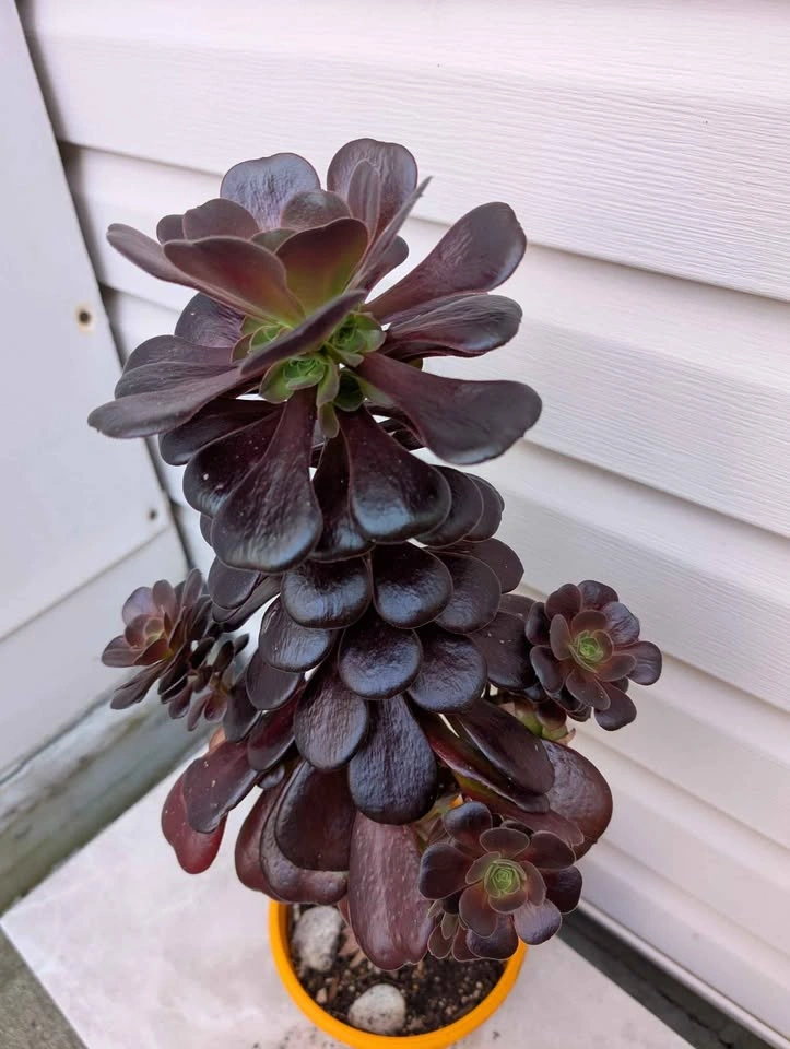 Aeonium Schwarzkopf 8" pot - photo 2
