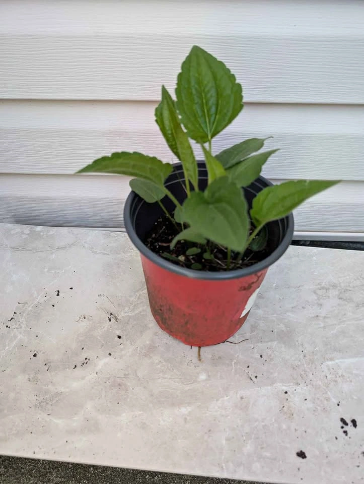 1 gl pot black eye Susan