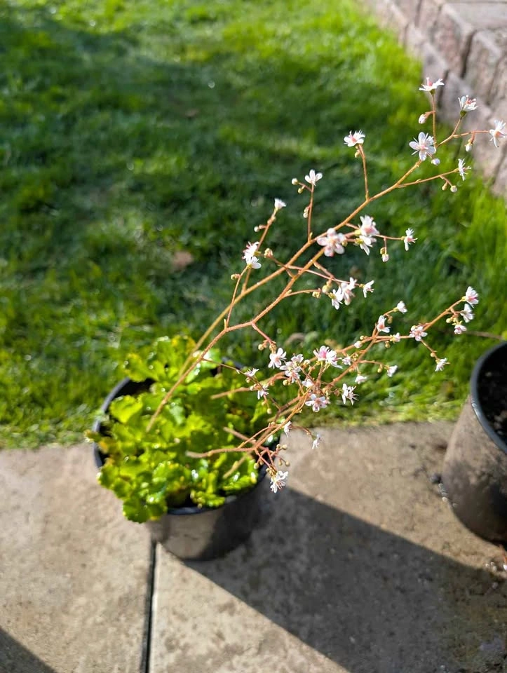 Variegated saxifrage 1 gl