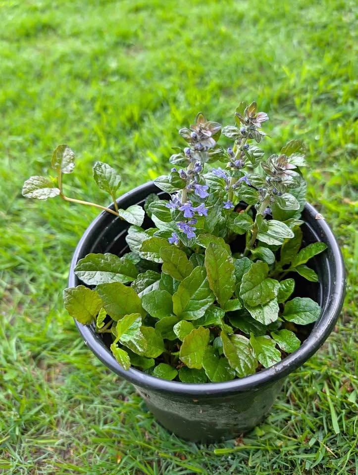 Ajuga Black Scallop 1 Gal Pot