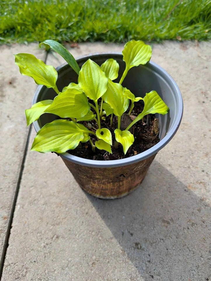 Hosta crackers crumbs 1 gl