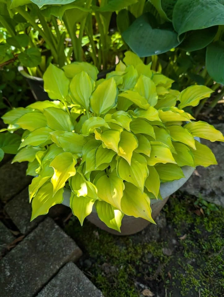 Hosta crackers crumbs 1 gl - photo 2