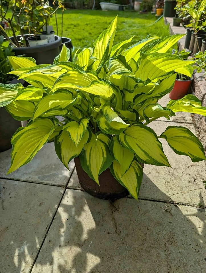 Hosta albopicta 14" pot