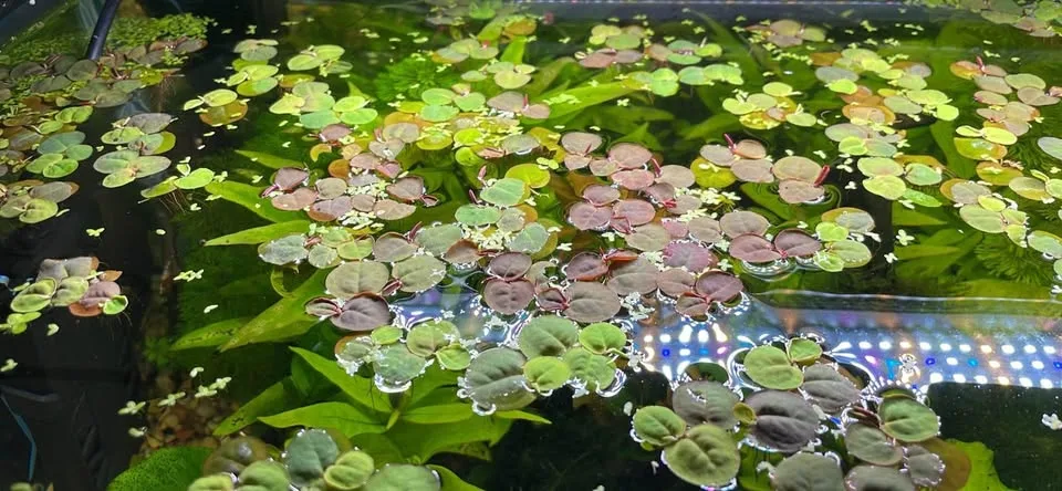 Red root floaters image indicator(2)