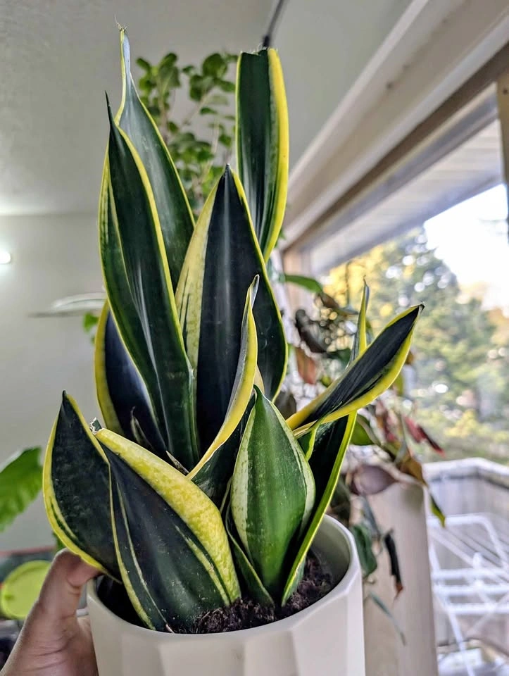 Snake Plant with White Pot