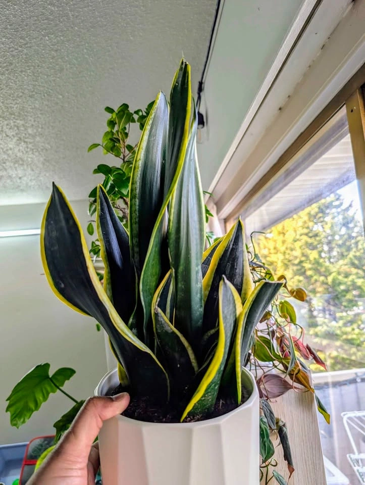 Snake Plant with White Pot - photo 2