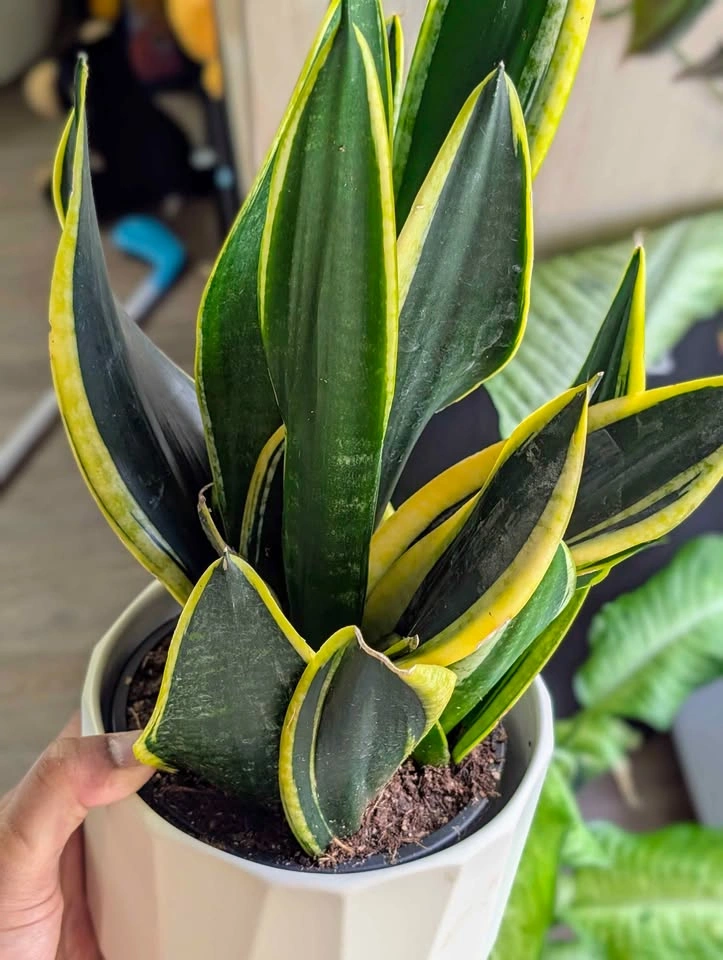 Snake Plant with White Pot - photo 3