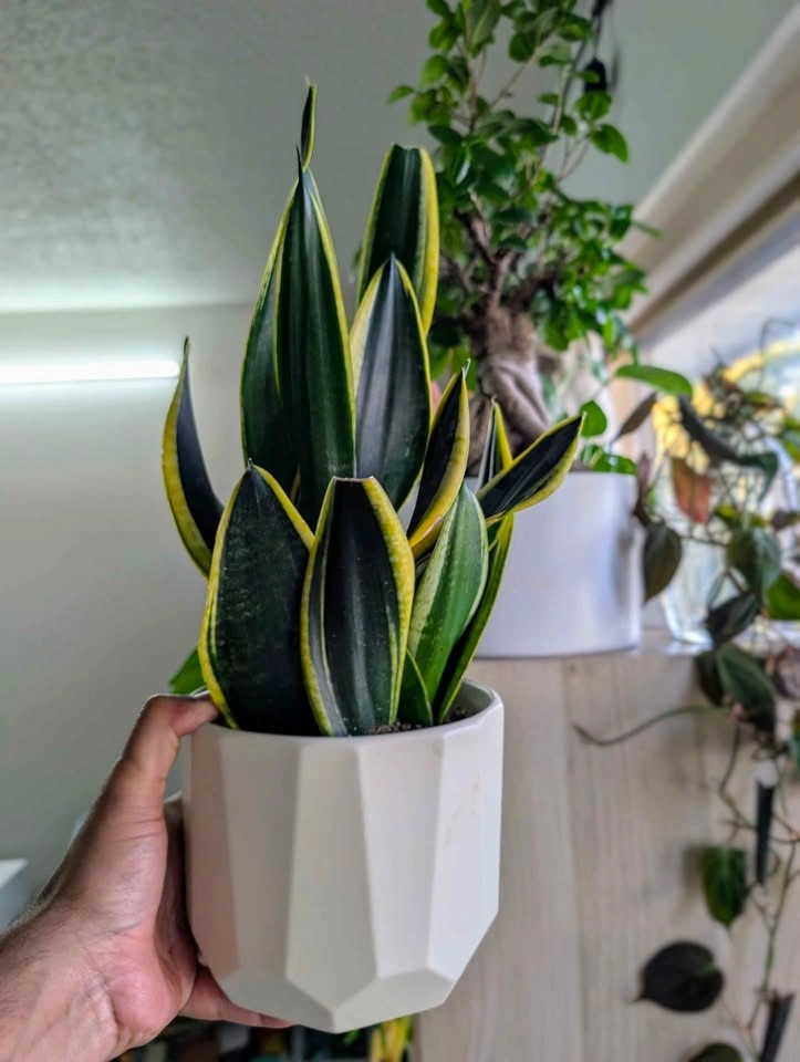 Snake Plant with White Pot - photo 4