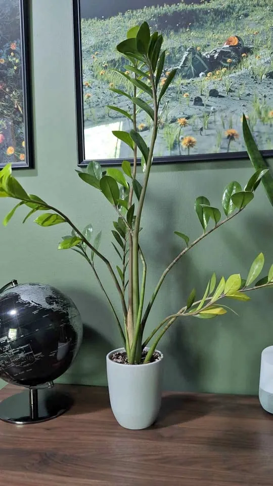 2.5ft tall ZZ Plant thumbnail