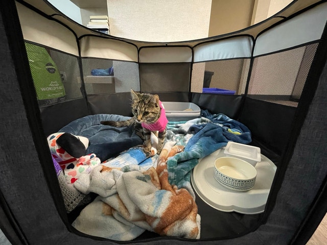 Pet Playpen (foldable, 45”) - photo 3