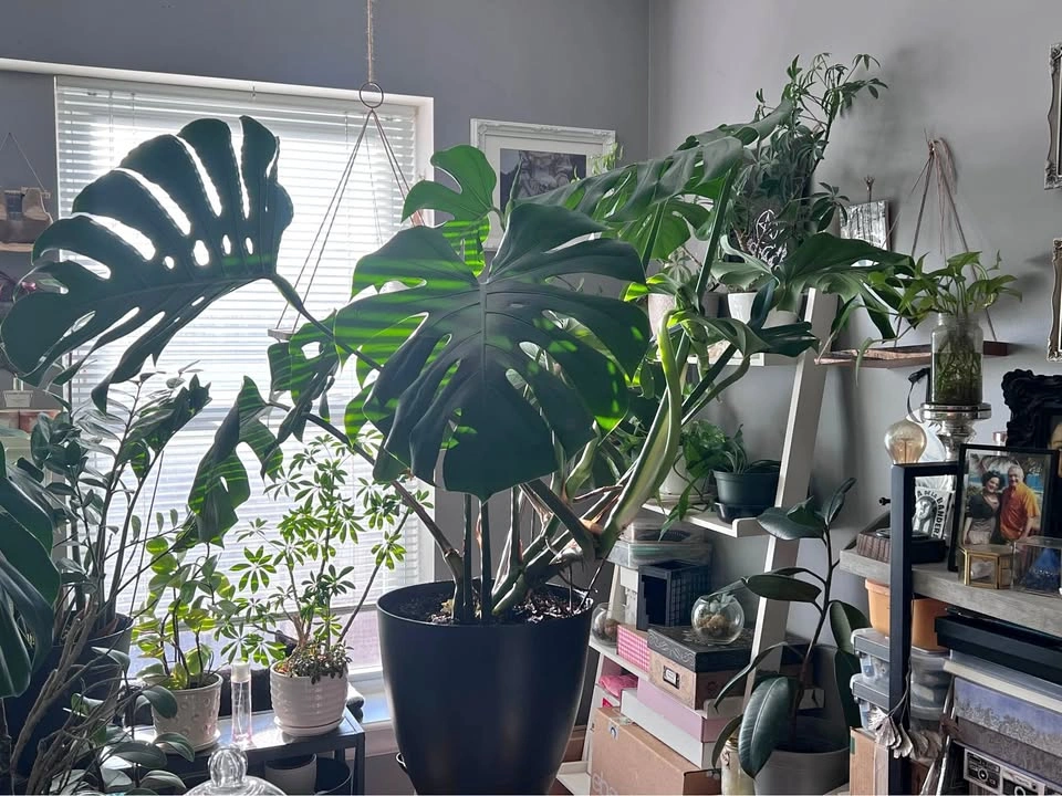 Monstera Deliciosa