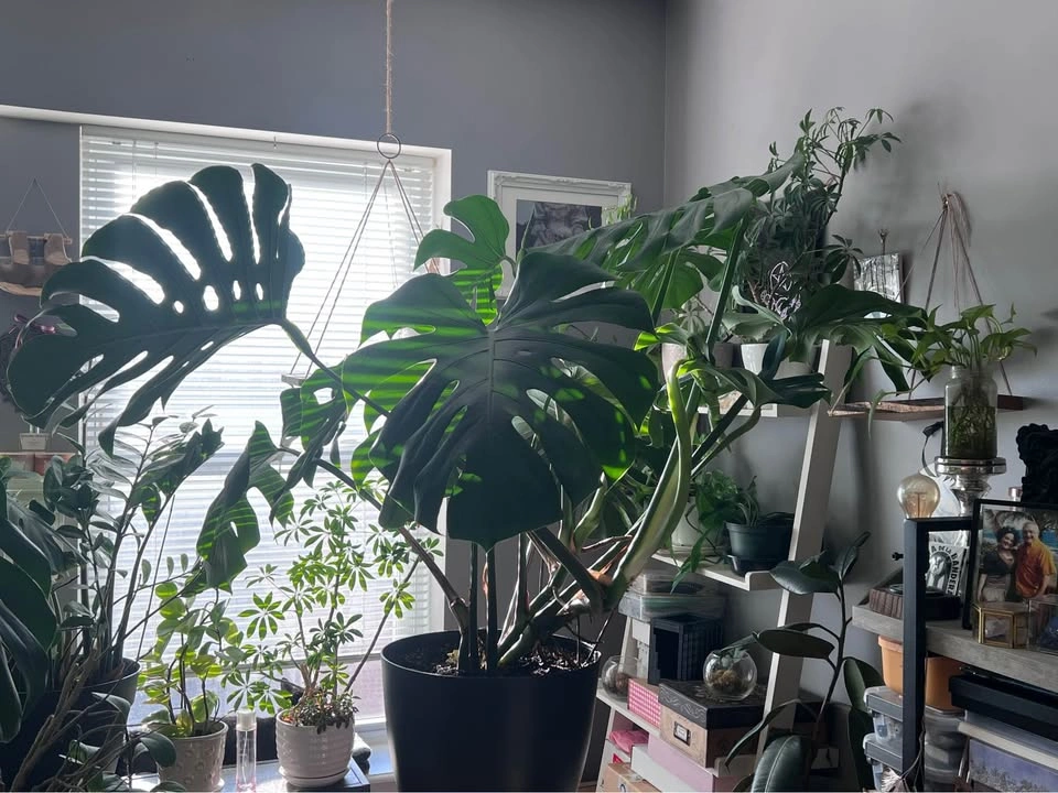 Monstera Deliciosa - photo 2