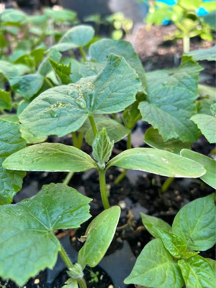 Cucumber Plants - Pickling & Marketmore