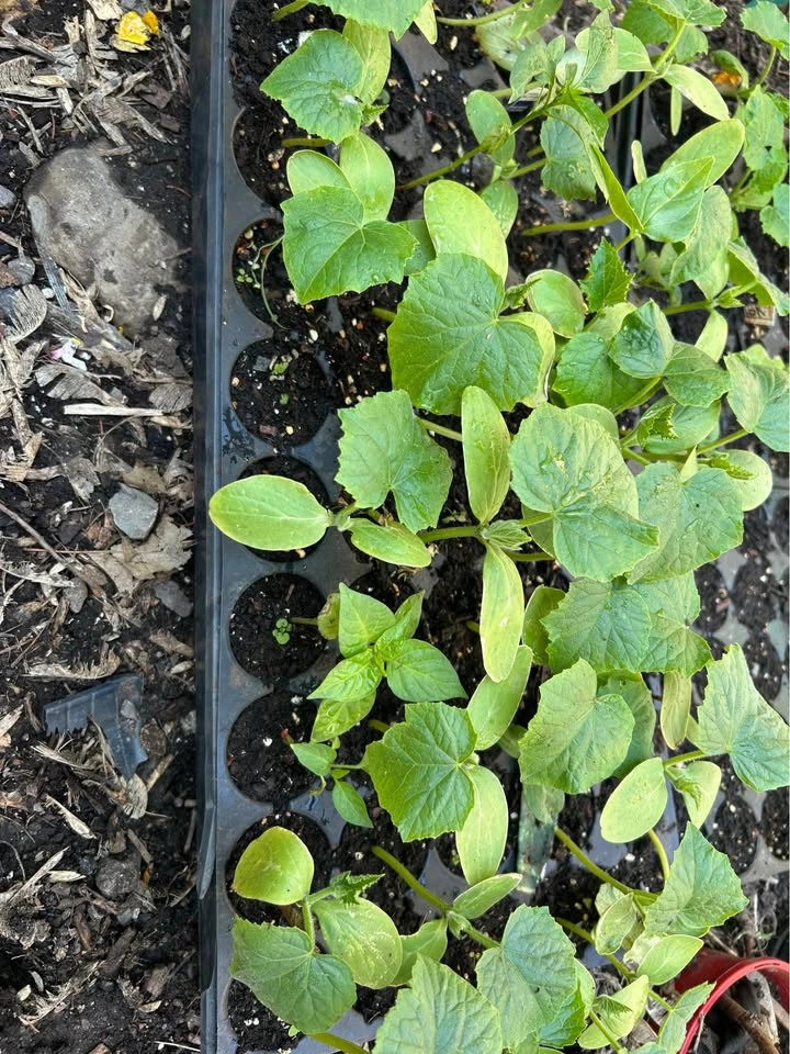 Cucumber Plants - Pickling & Marketmore - photo 2