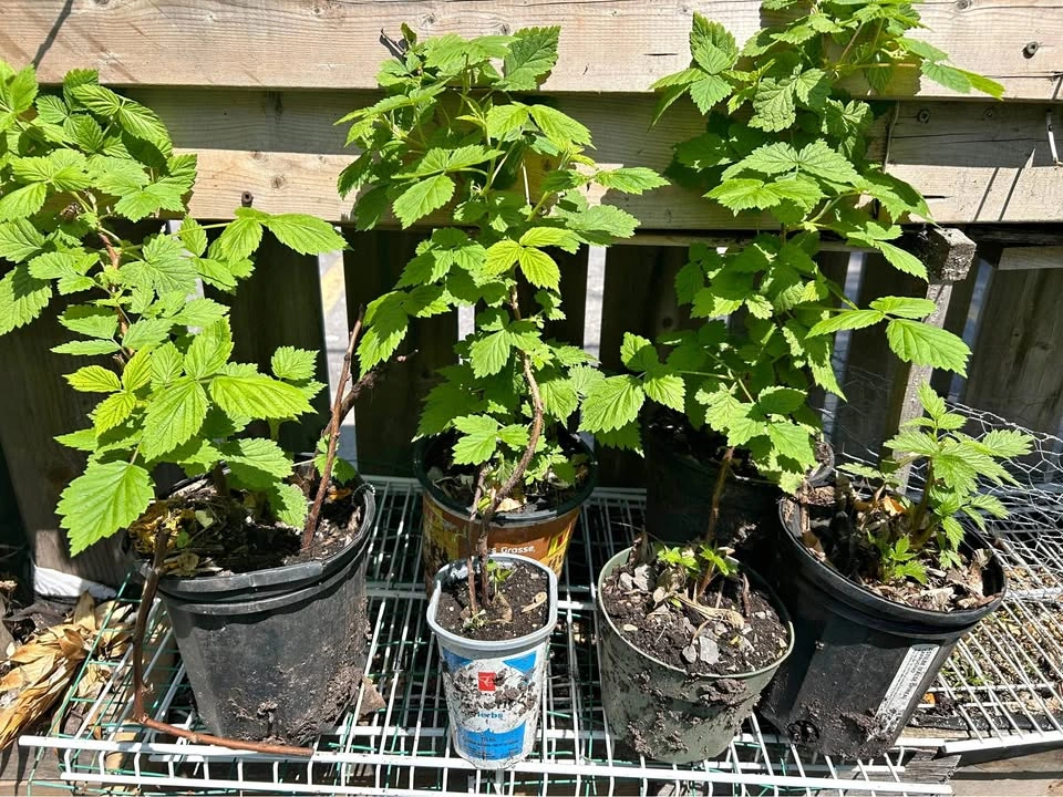 Red raspberry plant. Well rooted, potted last year. Lots of new